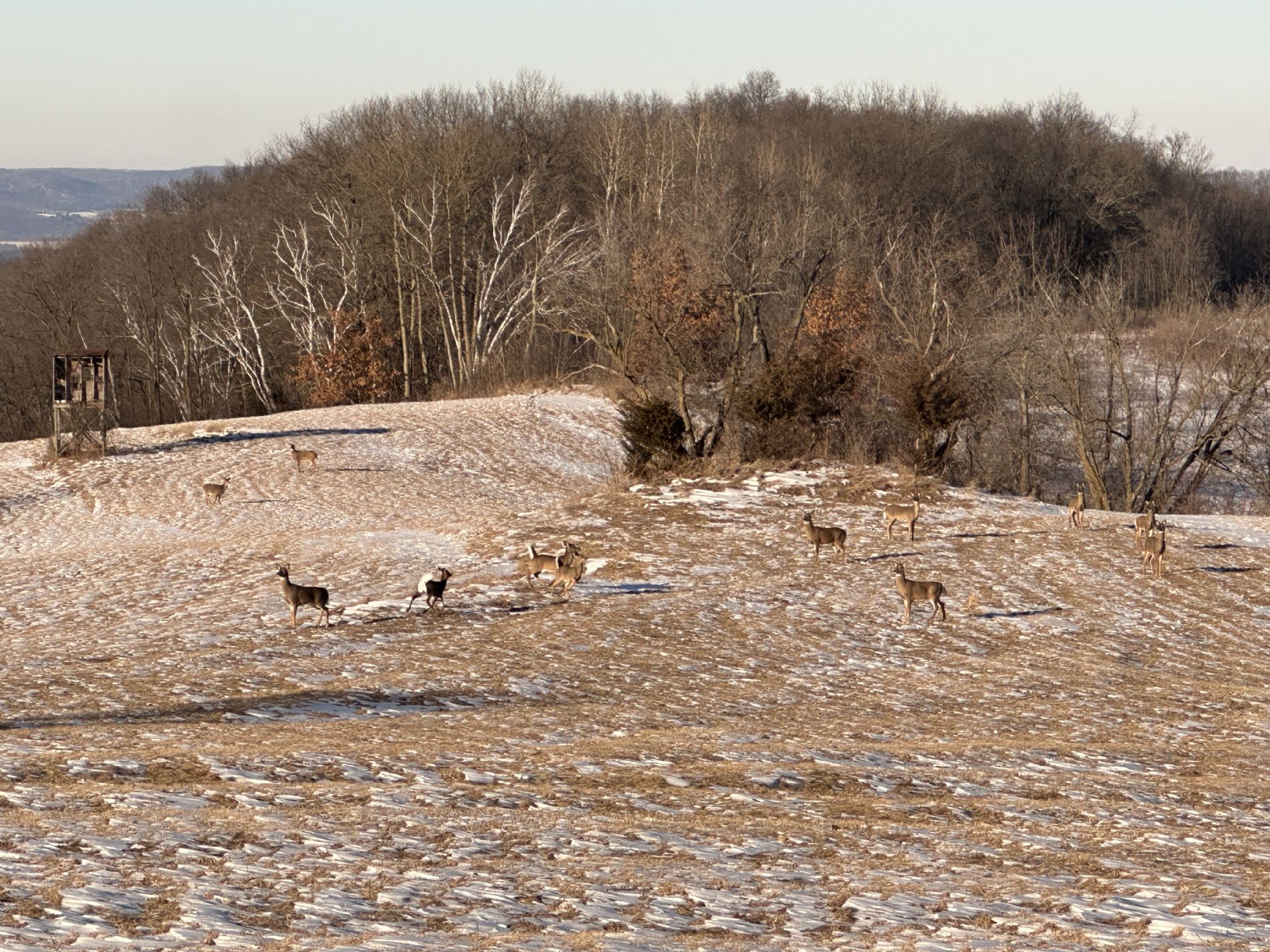 Deer Herd as Seen from the Home